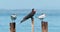 Magnificent Frigatebird - Fregata magnificens seabird of the frigatebird family Fregatidae