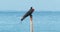 Magnificent Frigatebird - Fregata magnificens seabird of the frigatebird family Fregatidae