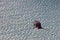 Magnificent Frigatebird Fregata magnificens soaring over blue waves, Antigua, West Indies