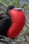 Magnificent frigatebird, Galapagos