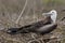 Magnificent Frigatebird in Galapagos Islands