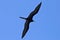 Magnificent frigatebird riding the updrafts