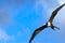 Magnificent Frigatebird Soaring Through Blue Skies, Antigua, West Indies