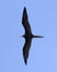 A Magnificent Frigatebird Soaring High in a Clear Blue Sky