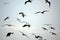 Magnificent frigatebirds in flight