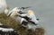 Magnificent Gannet Morus bassanus perching on the edge of a cliff in the UK fighting.