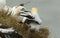 Magnificent Gannet Morus bassanus perching on the edge of a cliff in the UK fighting.