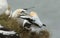 Magnificent Gannet Morus bassanus perching on the edge of a cliff in the UK fighting.