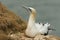 A magnificent Gannet Morus bassanus siting on the edge of a cliff in the UK.