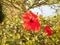 Magnificent garden red hypiscus in Mosta, Malta.