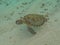 A magnificent giant sea turtle spreads it\\\'s paws