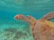 A magnificent giant sea turtle spreads it\\\'s paws