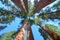 magnificent giant sequoia trees, sequoia national park, california, usa. similar redwood