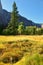 Magnificent glade with a yellow grass