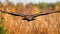 Magnificent golden eagle flying over the field in autumn.