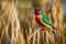 A magnificent Gouldian finch with its striking red, green, and blue colors perched on a slender reed