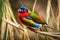 A magnificent Gouldian finch with its striking red, green, and blue colors perched on a slender reed