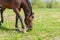 Magnificent graceful chestnut horse in meadow field.The horse eats the grass. Summer,spring sunny day