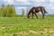 Magnificent graceful chestnut horse in meadow field.The horse eats the grass. Summer,spring sunny day