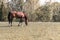 Magnificent graceful chestnut horse in meadow field.The horse eats the grass. Summer,spring sunny day.Toned