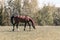 Magnificent graceful chestnut horse in meadow field.The horse eats the grass. Summer,spring sunny day.Toned