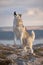 A magnificent gray Siberian husky jumping for a treat on a rock