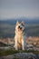 The magnificent gray Siberian husky sits on a rock in the Crimea