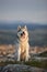 The magnificent gray Siberian husky sits on a rock in the Crimean mountains against the backdrop of the forest and mountains. A do