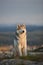 The magnificent gray Siberian husky sits on a rock in the Crimean mountains against the backdrop of the forest and mountains. A do