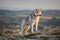 The magnificent gray Siberian husky stands on a rock in the Crimean mountains against the backdrop of forests and mountains and ma