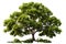 magnificent green deciduous tree as symbol for renewable green planet