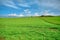 Magnificent green grass agricultural field