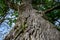 Magnificent green moss on the bark of a tree. Trunk Huge old tree