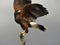 Magnificent Harris`s Hawk