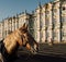 Magnificent horse on the street captured in front of the Hermitage Museum in St Petersburg, Russia