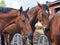 Magnificent horses grazing near the barn