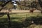 Magnificent horses grazing on a preserved grass-covered meadow captured on a sunny day