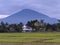 magnificent house accompanied by rice fields and beautiful scenery