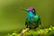 Magnificent Hummingbird