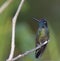 Magnificent hummingbird