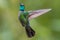 Magnificent Hummingbird in Costa Rica