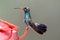 Magnificent Hummingbird Eugenes fulgens