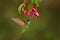 Magnificent Hummingbird, Eugenes fulgens, flying next to beautiful red green flower, Mexico. Wildlife scene from tropic nature, bi