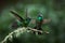 A magnificent hummingbird, Eugenes fulgens, photographed in Costa Rica. Wildlife scene form rain forest.