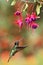 Magnificent Hummingbird hovering next to pink flower, bird in flight, mountain tropical forest, Costa Rica, natural habitat