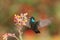 Magnificent Hummingbird hovering next to red and yellow flower, bird in flight, mountain tropical forest, Costa Rica, nature