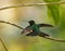 Magnificent Hummingbird in Panama