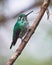 Magnificent hummingbird perched on the branch