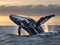 A magnificent humpback whale leaping above the ocean surface during the early morning