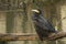 A magnificent hunting Cormorant, Phalacrocorax carbo, perching on a branch of a tree that is growing over a lake with its wings op